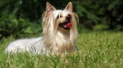 Ausztrál selymes terrier